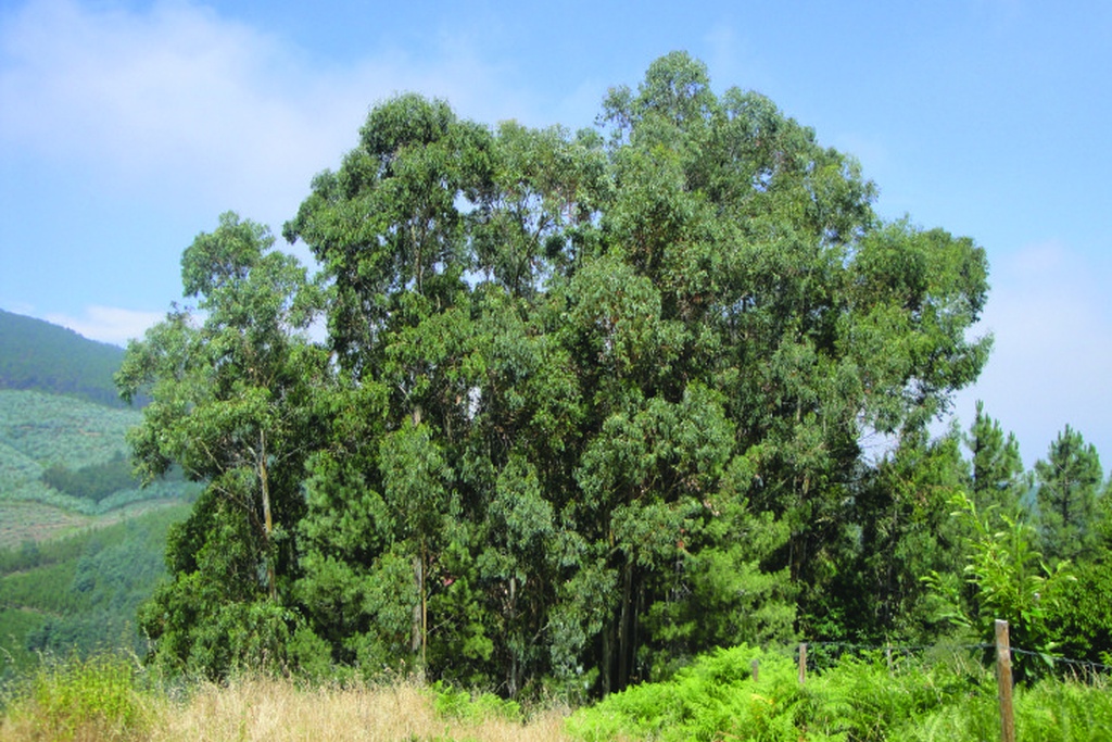 Fórum Fitossanidade Florestal