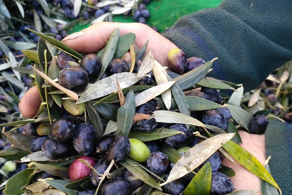 Lagarada Tradicional