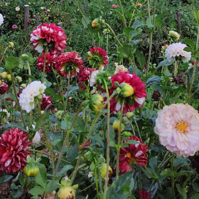 Produtos da Terra: Flores e Sementeiras