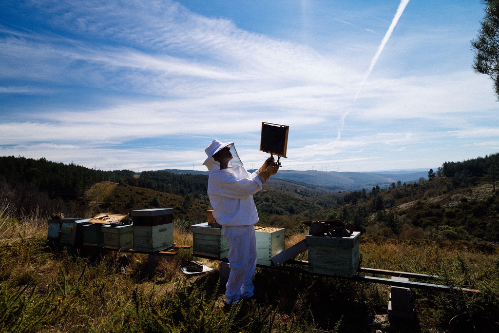 Beekeeping Training Course