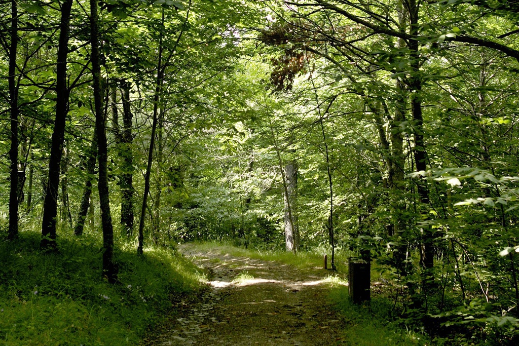 Comissão de Melhoramentos de Monte Frio