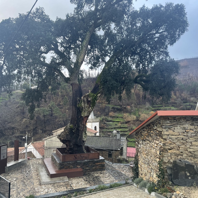 World Tree Day in Sobral de São Miguel