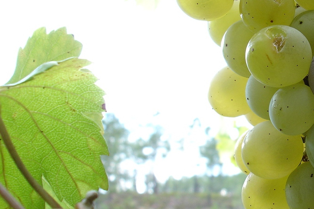 Jornadas do Vinho Callum em Oleiros