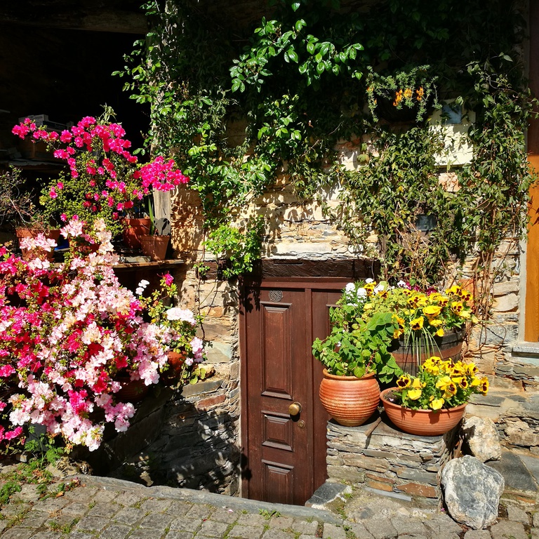 XisFlores - Sobral Florido