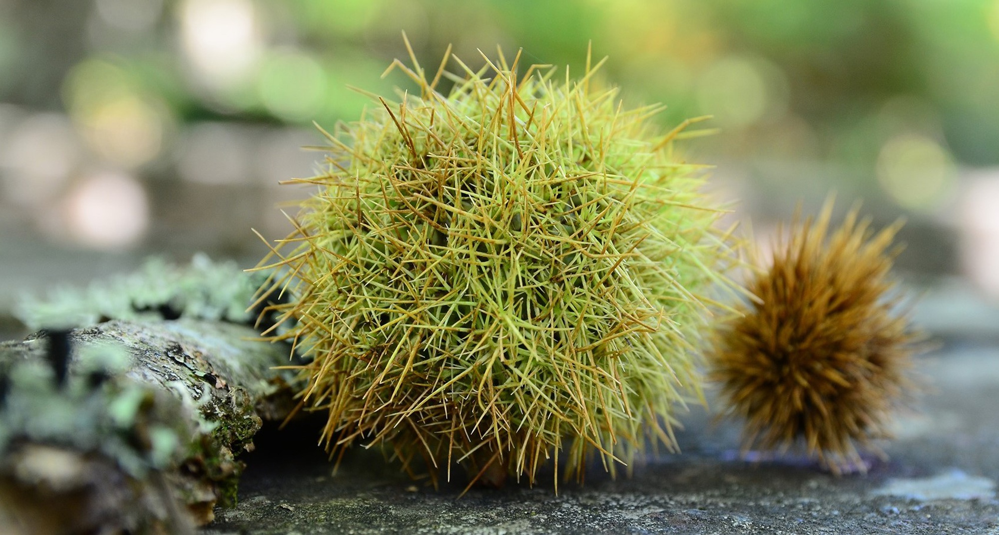 Feira de Rua da Castanha, do Mel e do Artesanato
