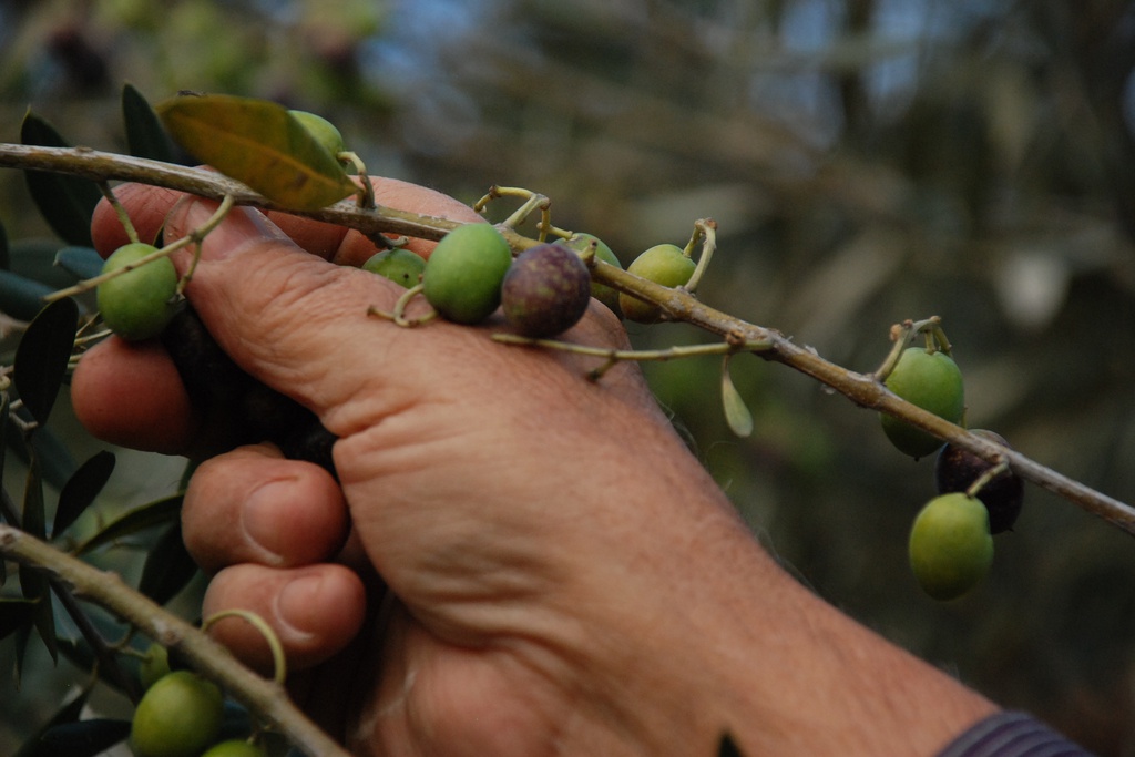 Apanha da Azeitona: o ritual que marca o tempo do Interior Rural Português