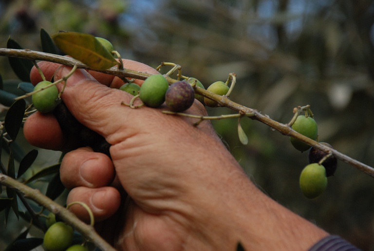 Apanha da Azeitona: o ritual que marca o tempo do Interior Rural Português