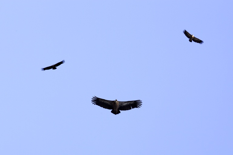 Birdwatching in the Aldeias do Xisto