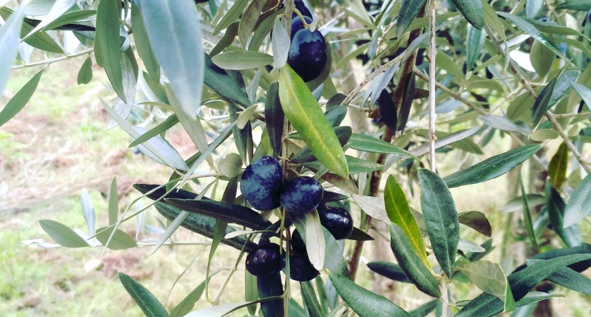 Dia Mundial da Oliveira