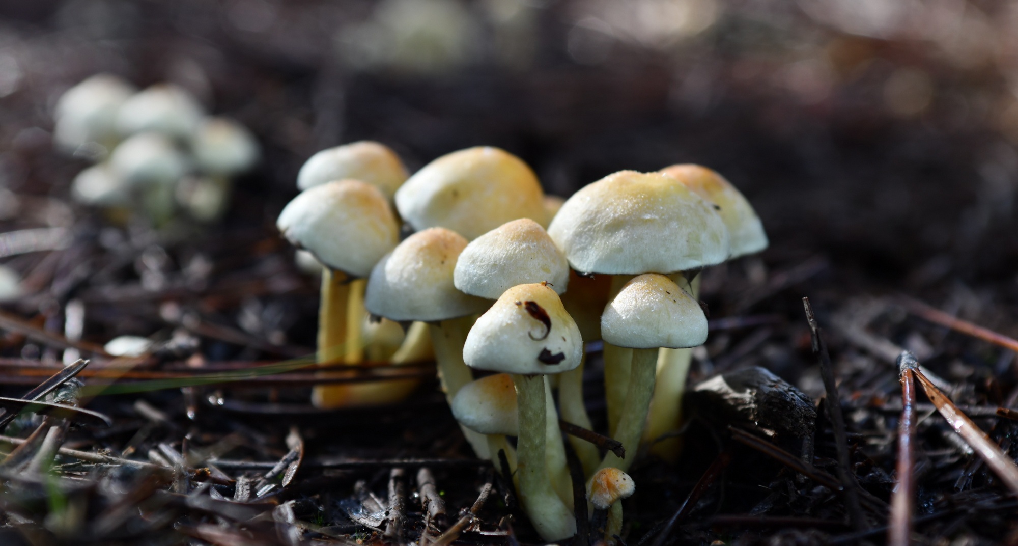 Míscaros - Festival do Cogumelo 2025 (Mushroom Festival)