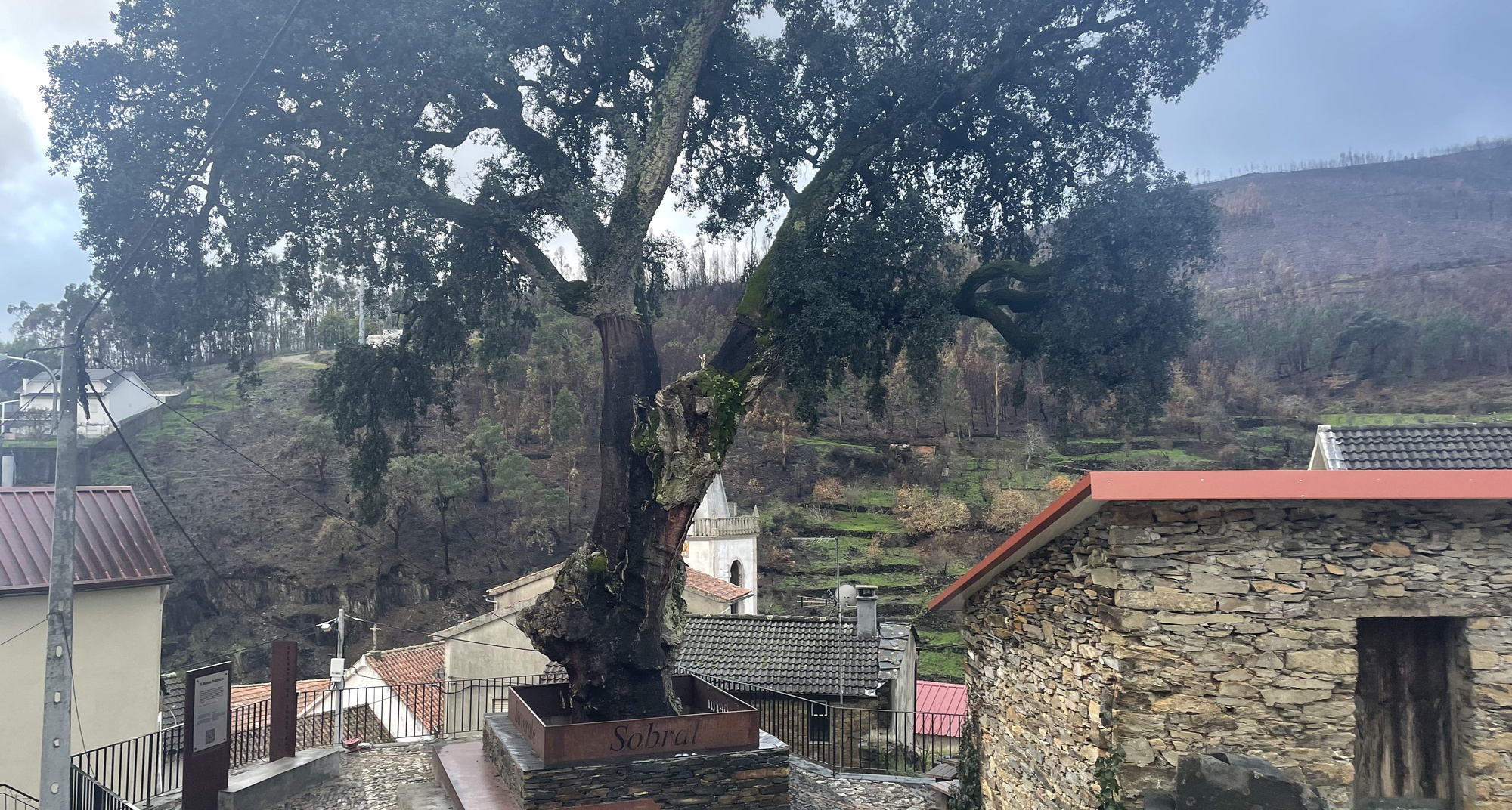 World Tree Day in Sobral de São Miguel