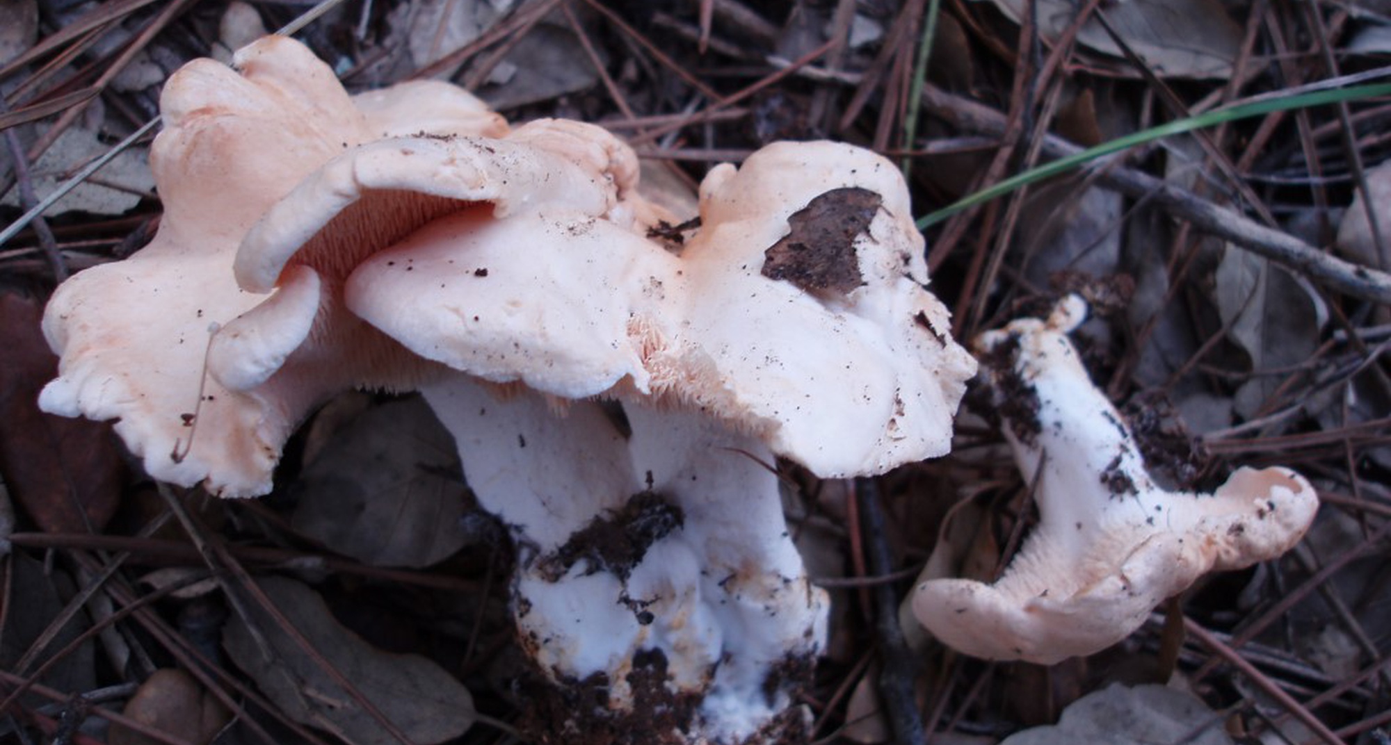 Ciência à La Carte - Fungos Pró Jantar