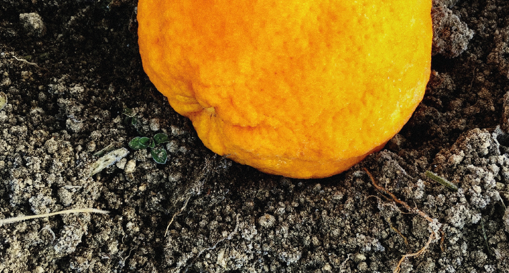 Olhares da Terra - Cinema X