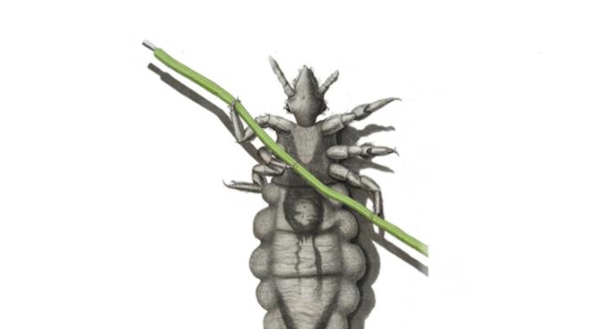 Café de Ciência “Autómato vivo - A vida,  um artefacto natural”