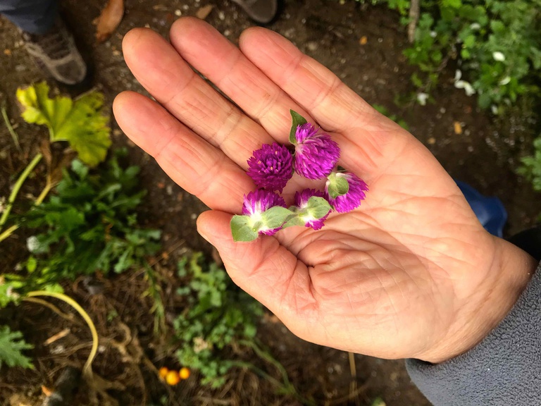 Organic Farming Day - heritage at your fingertips