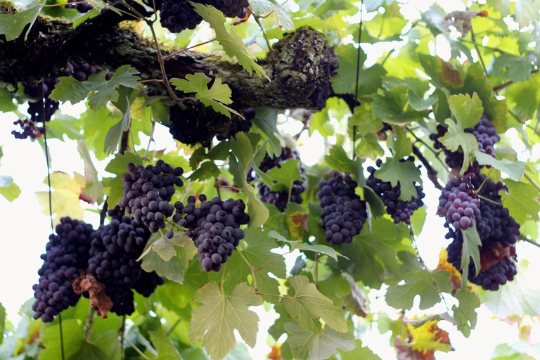 O que vais tu comer, Manuel?