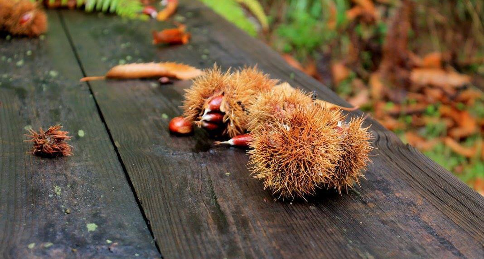 Mostra de Artes e Sabores da Maúnça