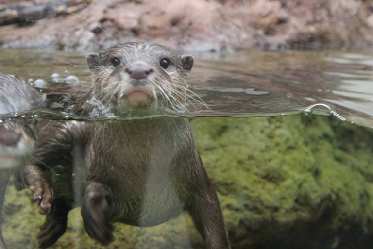 Otter