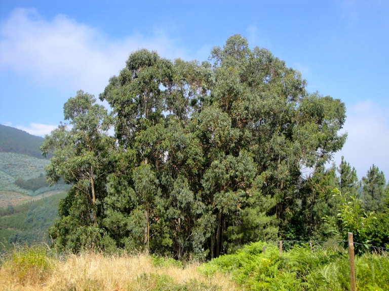 Serra da Lousã Natura 2000 Network
